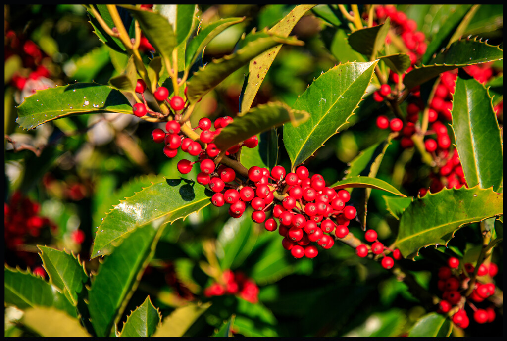 Red Seasonal Berries by hjbenson