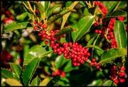 16th Dec 2023 - Red Seasonal Berries