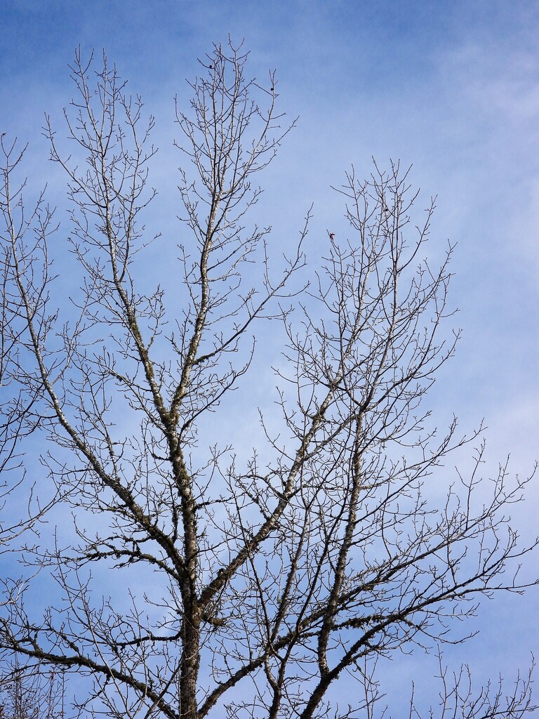 Bare trees and blue sky... by marlboromaam