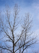 18th Dec 2023 - Bare trees and blue sky...