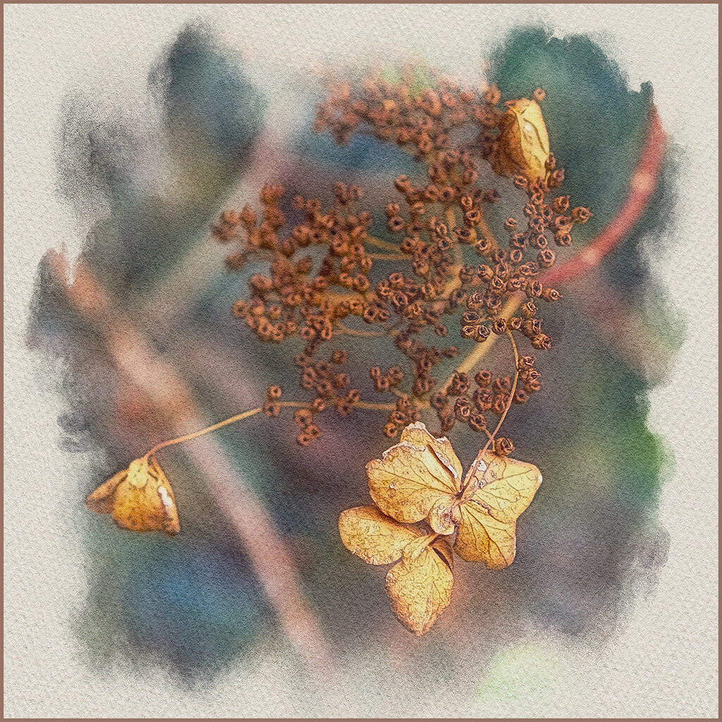 Hydrangea Drooping Flowers by gardencat