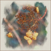 17th Dec 2023 - Hydrangea Drooping Flowers