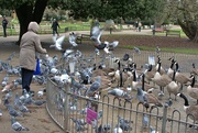 17th Dec 2023 - feed the birds tuppence a bag...