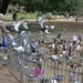 feed the birds tuppence a bag... by ollyfran