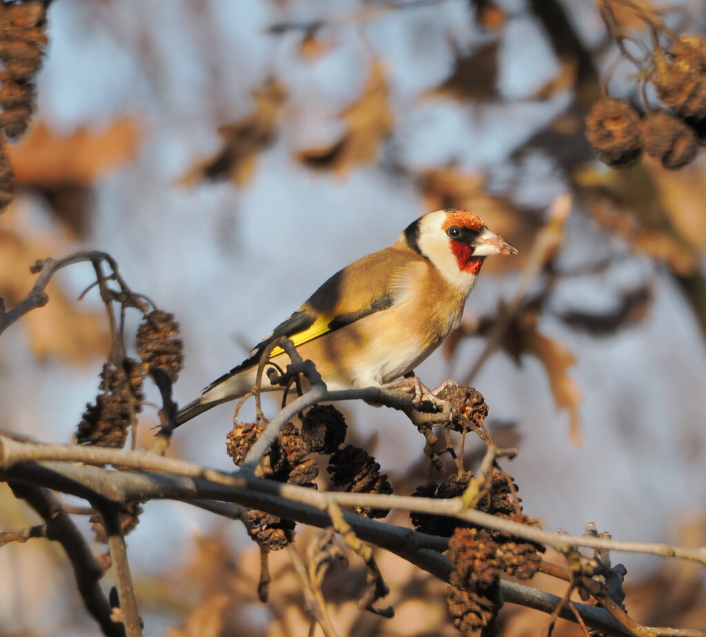  Goldfinch by jesika2