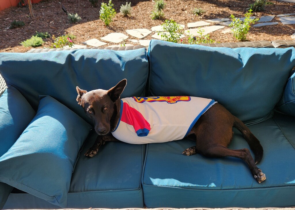 Naptime in the backyard by mariaostrowski