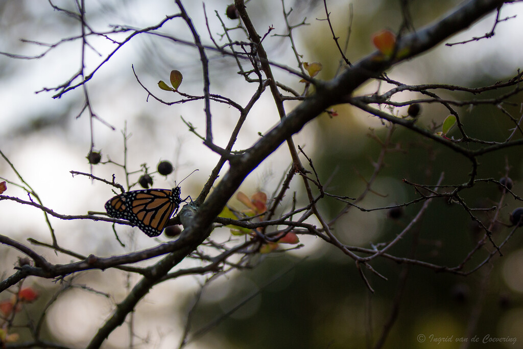 A Monarch by ingrid01