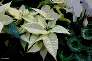 17th Dec 2023 - Poinsettias artistic