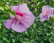 18th Dec 2023 -  Lovely Native Hibiscus ~ 