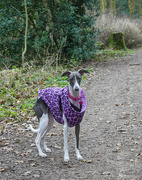 17th Dec 2023 - Admit it you all want a pink / purple leopard coat like Elsie 
