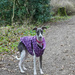 Admit it you all want a pink / purple leopard coat like Elsie  by phil_howcroft