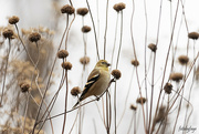 17th Dec 2023 - American Goldfinch