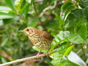 18th Dec 2023 - Muma thrush , but the blackbird kept chasing her she had 3 little ones running around 