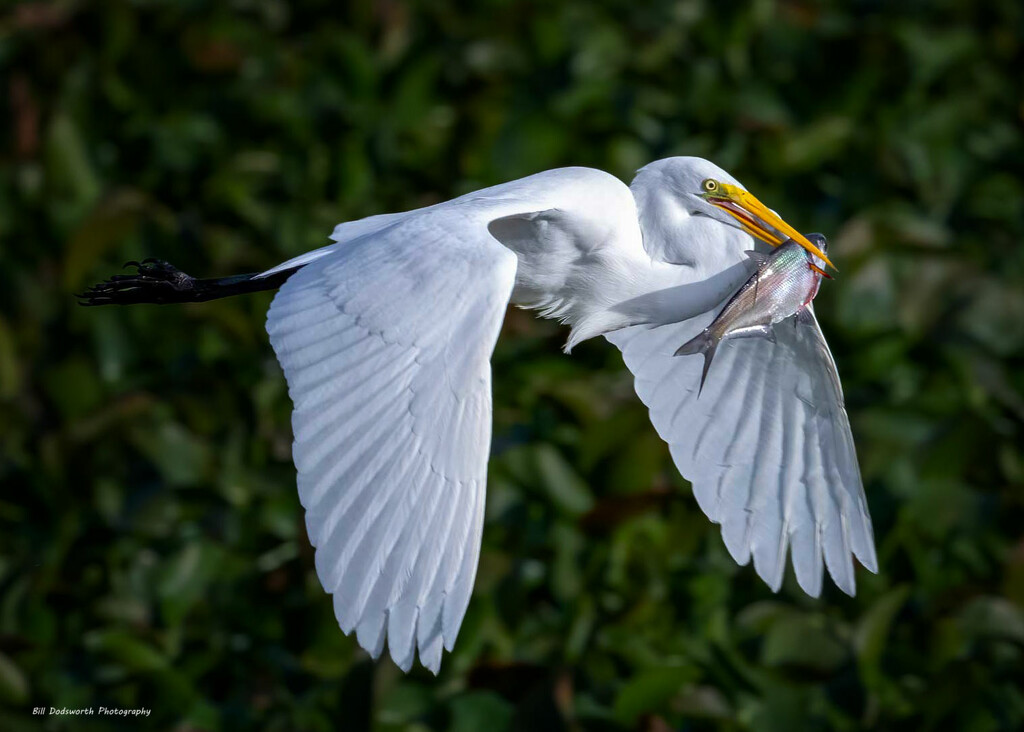 Egret delivery service by photographycrazy