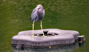 17th Dec 2023 - Little Blue Heron on the Fountain!