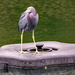Little Blue Heron on the Fountain! by rickster549