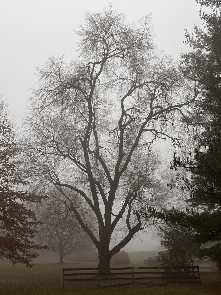 Foggy by beckyk365