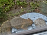 17th Dec 2023 - Squirrel Nutso!  