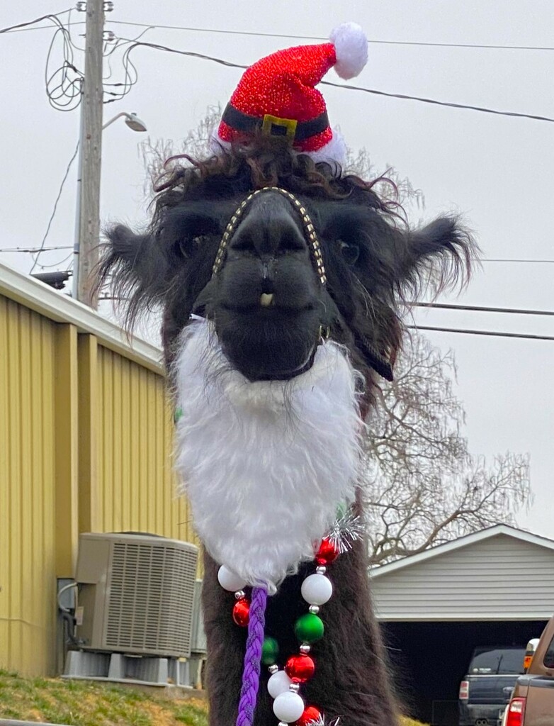 Christmas Llama by lynnz