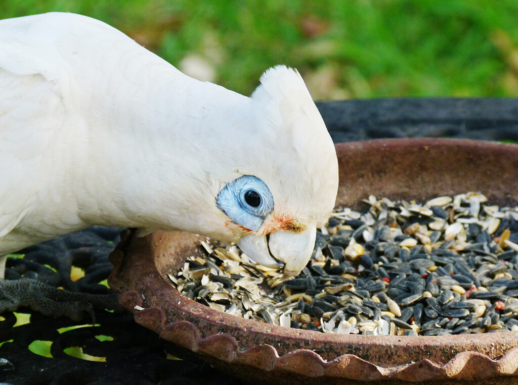 Little Corella by onewing
