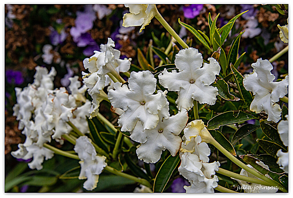 Brunfelsia.. White Caps by julzmaioro