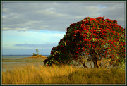 18th Dec 2023 - Crab Island (Kauritutahi Island)