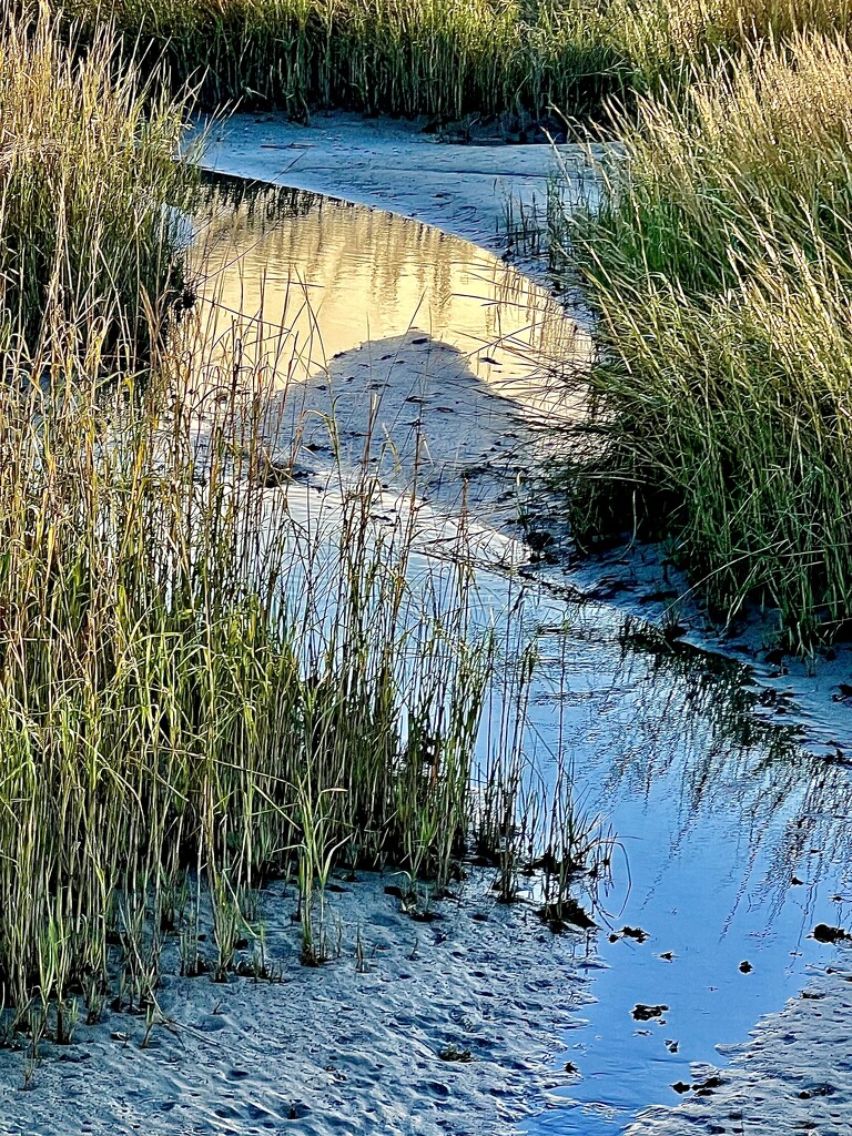 Low tide marsh scene, Mt. Pleasant, SC by congaree