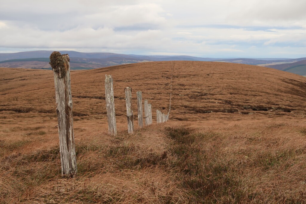The Old Fence Line by jamibann