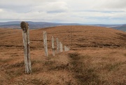 18th Dec 2023 - The Old Fence Line
