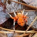 IMG_0766 orange spider  by rontu