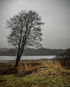 18th Dec 2023 - The lone, leaning tree....