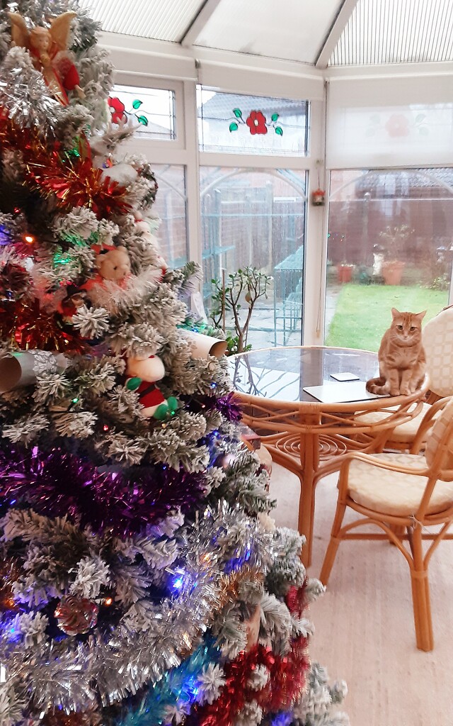 Our Christmas tree and Hunter tom cat sitting on the table. by grace55