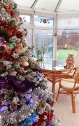 18th Dec 2023 - Our Christmas tree and Hunter tom cat sitting on the table.
