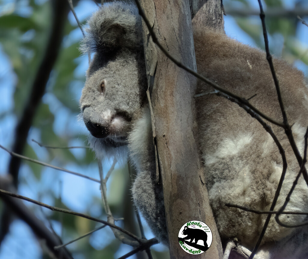 looks so peaceful by koalagardens