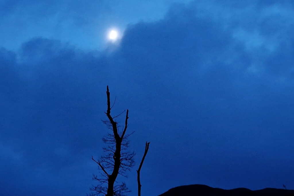 dead tree and moon by christophercox