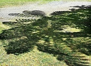 19th Dec 2023 - A punga tree shadow