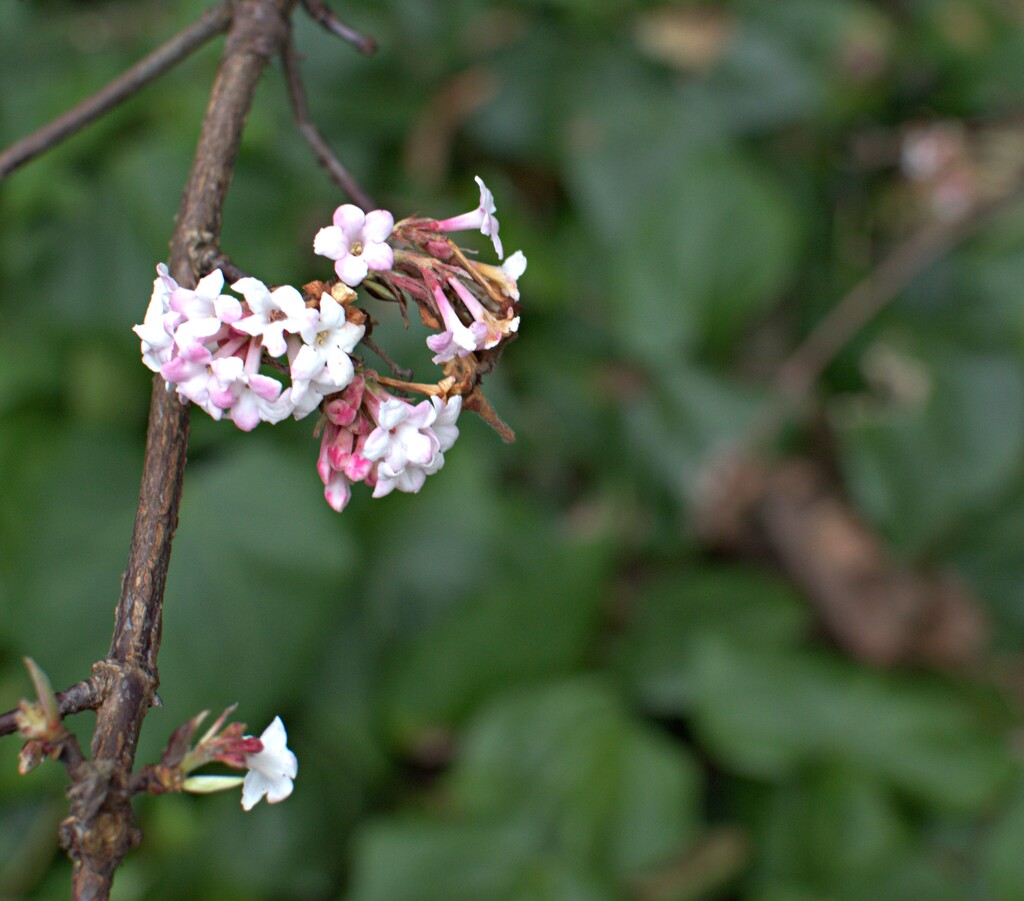 early blossom by ollyfran