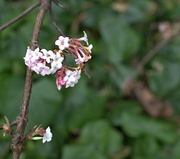 18th Dec 2023 - early blossom