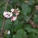 early blossom by ollyfran