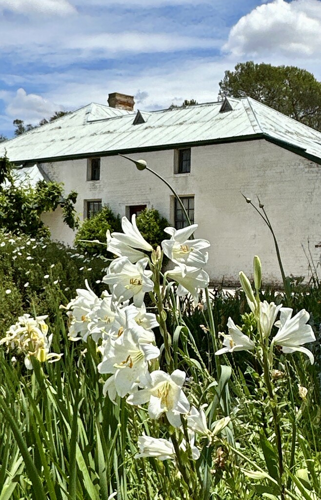 Riversdale Homestead 10 by deidre