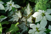 18th Dec 2023 - Begonia and Poinsettias