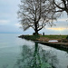 Tree by the lake.  by cocobella