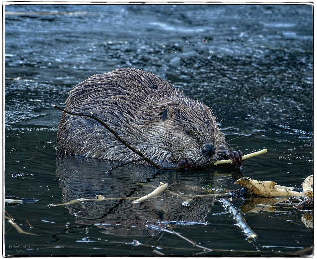Beaver Doing What Beavers Do! by bluemoon