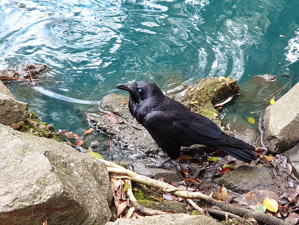 Juvenile Raven by onewing