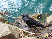19th Dec 2023 - Juvenile Raven