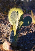 17th Dec 2023 - 12 17 Cactus Angles