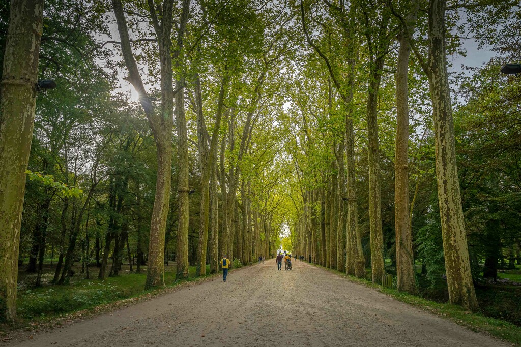Avenue to Chenonceau by pusspup