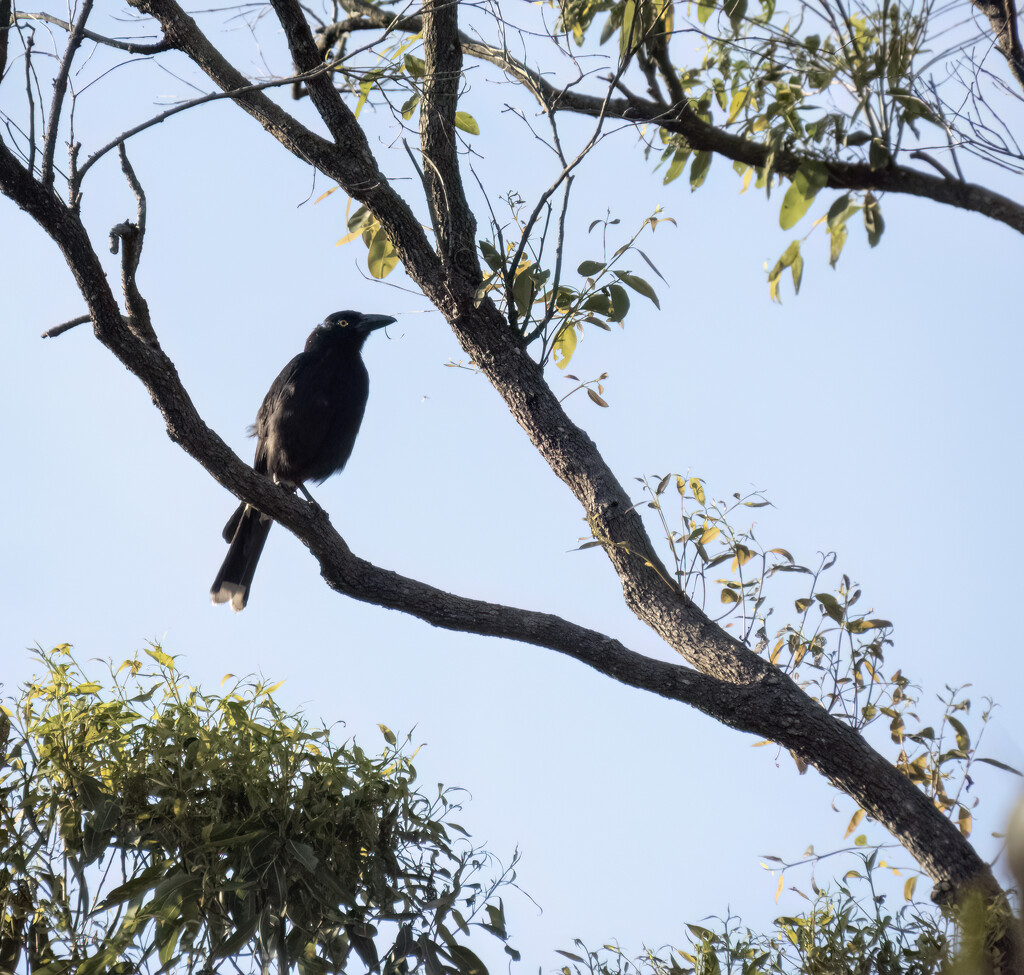 Pied Currawong by koalagardens