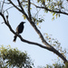 Pied Currawong by koalagardens