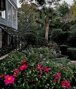 19th Dec 2023 - Garden, Historic District, Charleston